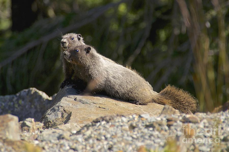 Hoary Marmots Photograph by Sean Griffin