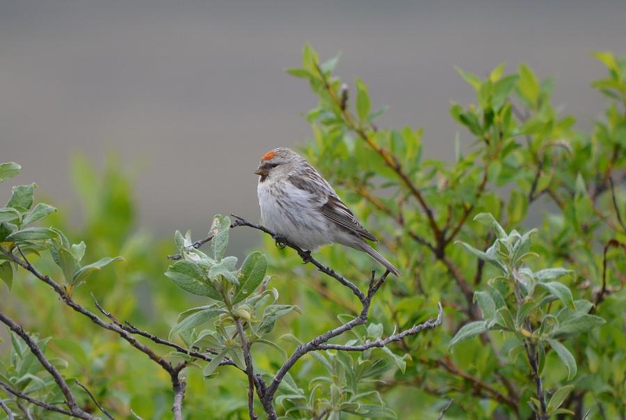 Hoary Redpoll Photograph by James Petersen