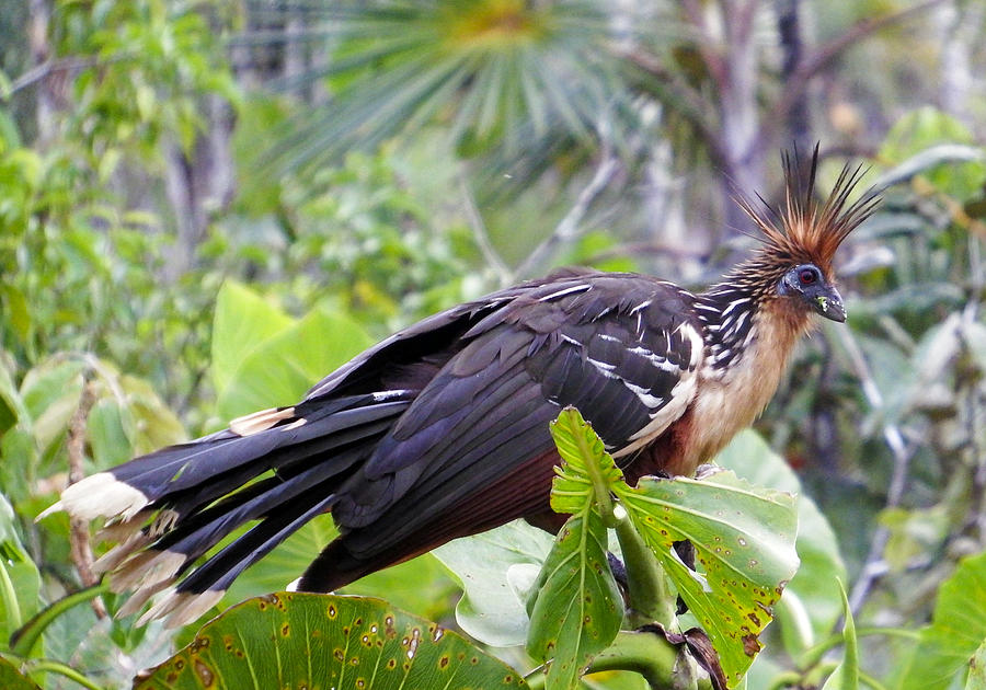 Bird Photograph - Hoatzin of the Ecuadorian Amazon by Kurt Van Wagner