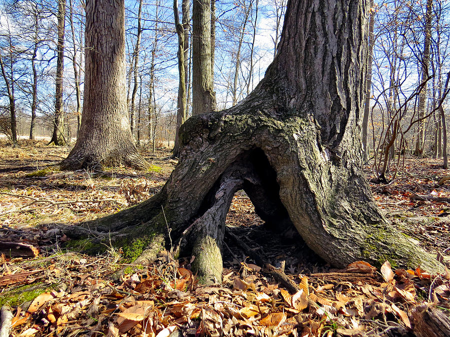 Hobbit Holes Photograph by Art Dingo