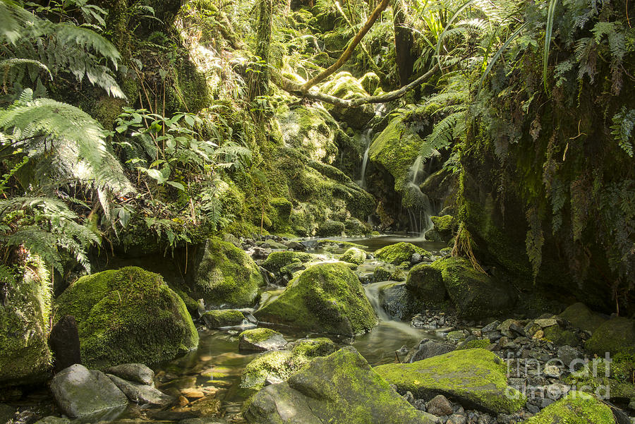 Hobbit Scenery Photograph by Bob Phillips - Fine Art America