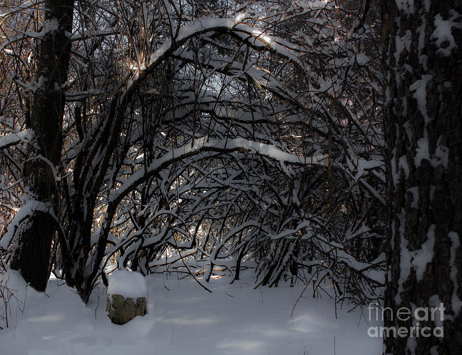 Winter Photograph - Hobbit Stump by Barbara McMahon