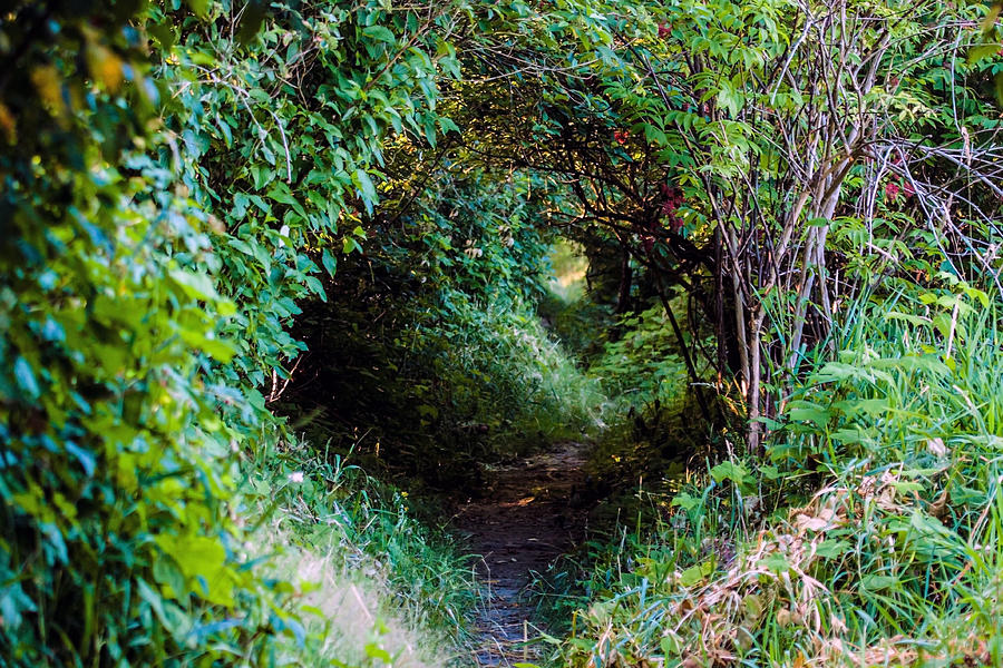 Hobbit Trail Photograph by Ed Nicholles - Fine Art America