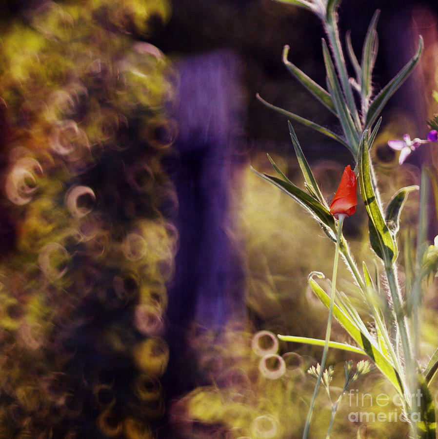 Flower Photograph - Hobbitowo by Sylvia Lakoma