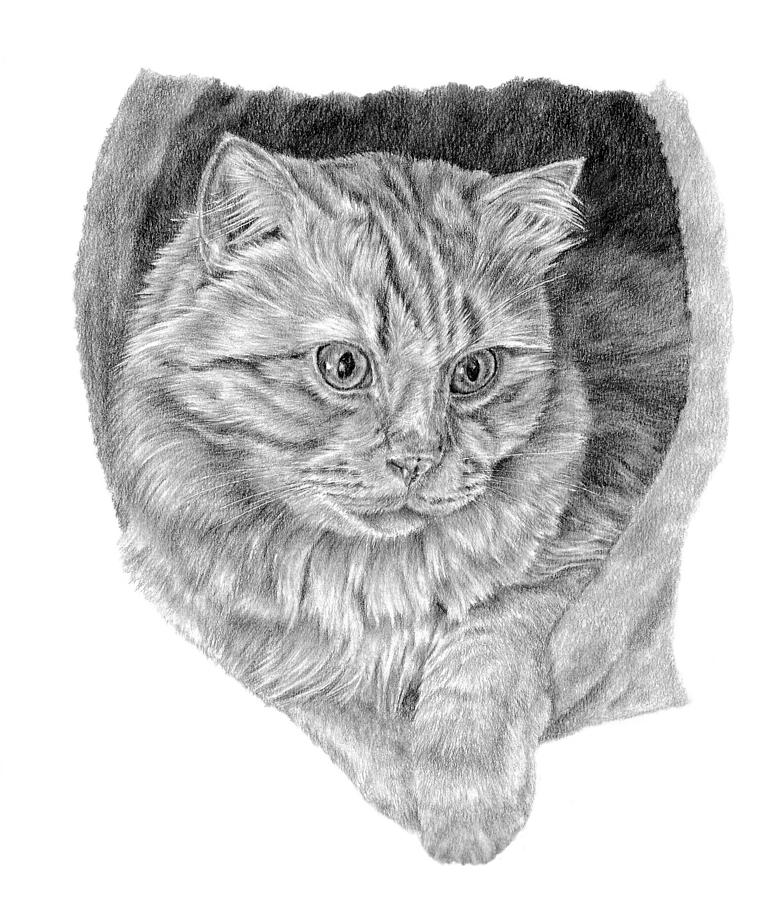Cat Drawing - Hobbs by Pencil Paws