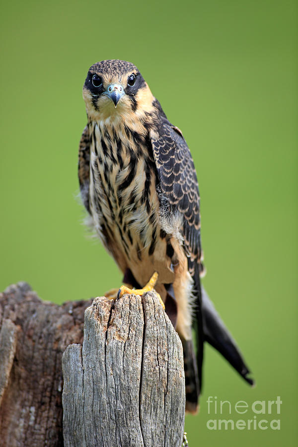 Hobby Falcon Photograph by Sohns/Okapia