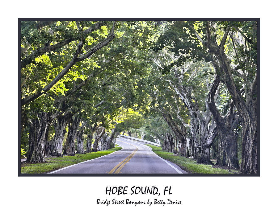 Tree Photograph - Hobe Sound FL-Bridge Street Banyans by Betty Denise