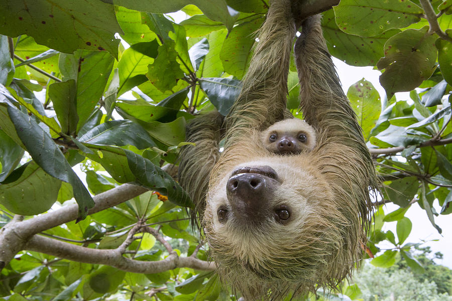 Hoffmanns Two-toed Sloth And Old Baby Photograph by Suzi Eszterhas