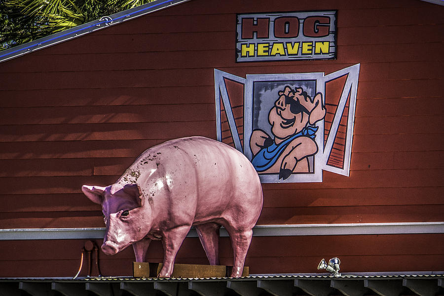 Hog Heaven Photograph by Brian Wright
