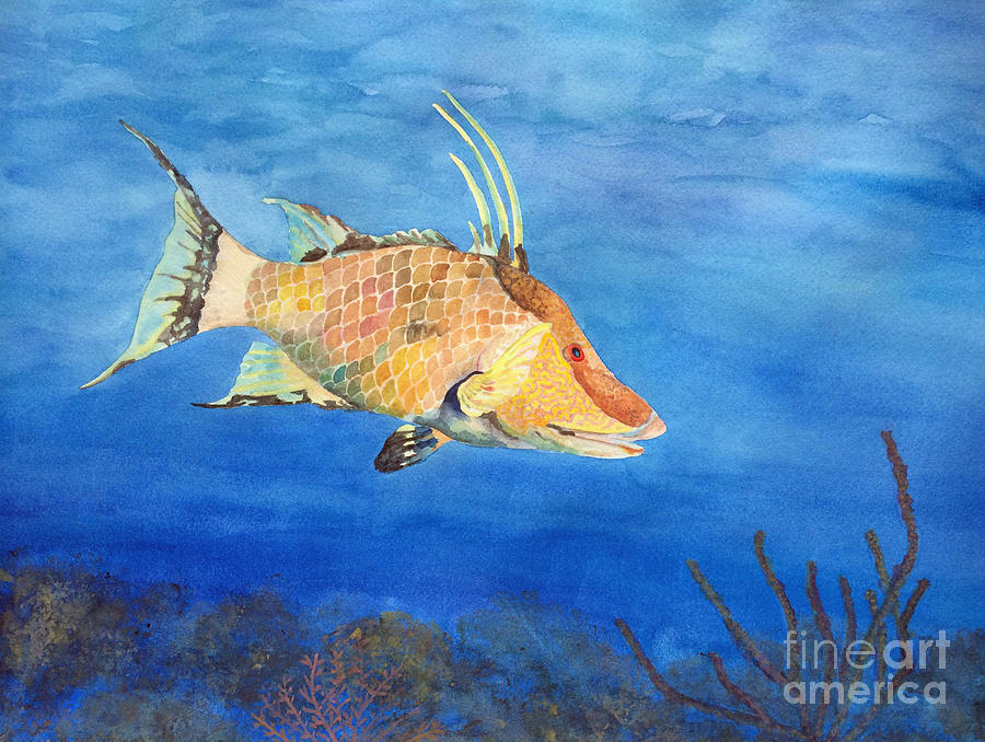 Hogfish Painting by Katie Schneider - Fine Art America