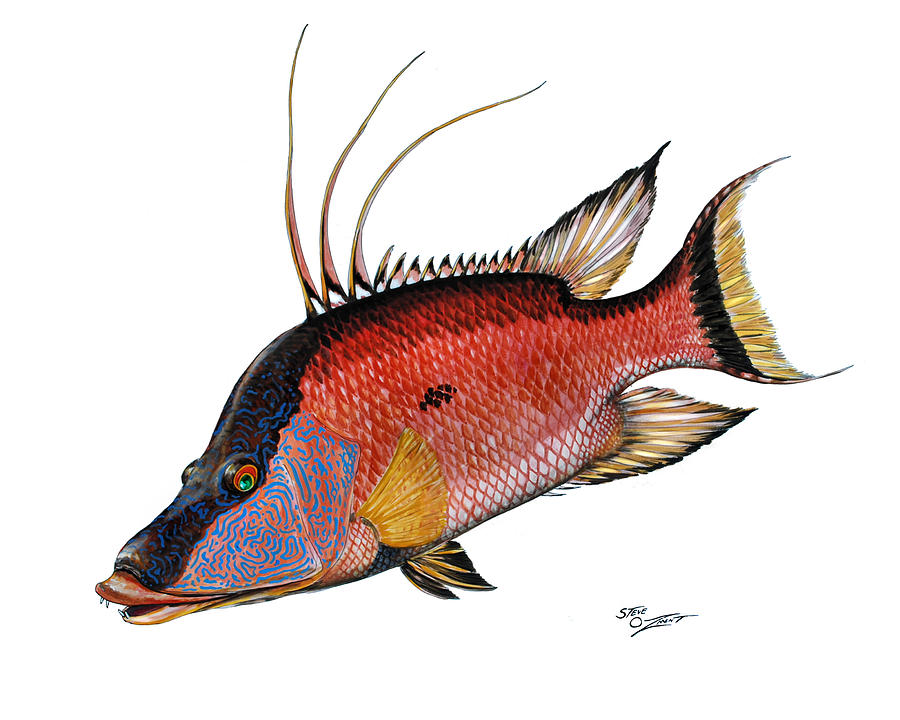 Hogfish on white Painting by Steve Ozment