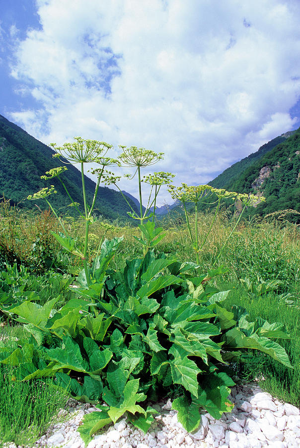 Hogweed (heracleum Pyrenaicum) Photograph by Bruno Petriglia/science Photo Library