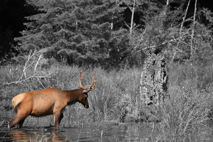 Hoh Elk Photograph by Dylan Punke