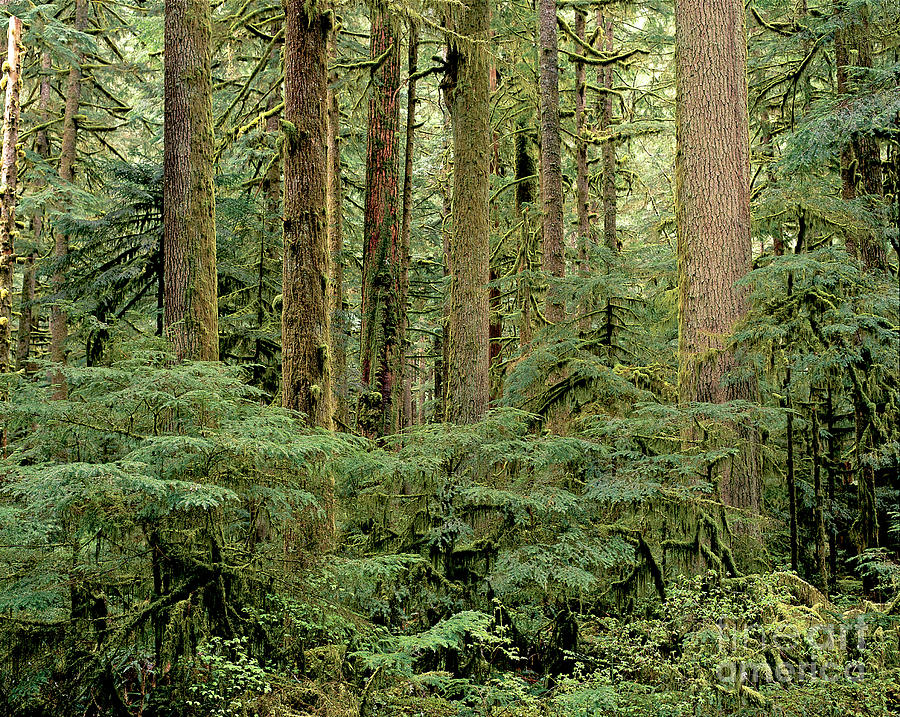 Hoh National Rainforest Photograph by Art Wolfe