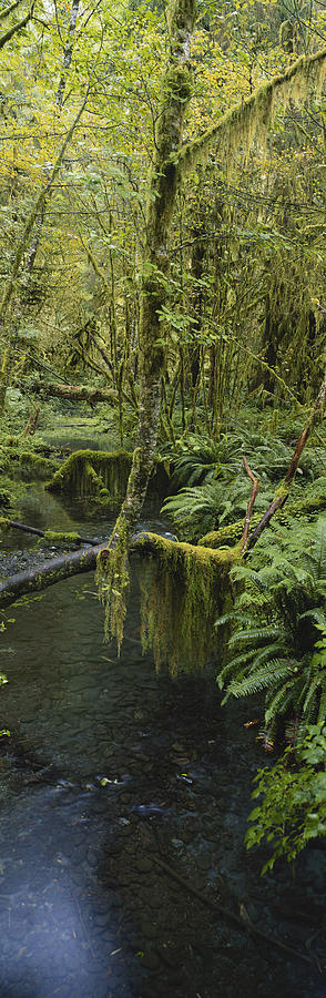 Hoh Rain Forest Photograph by Joseph Sohm