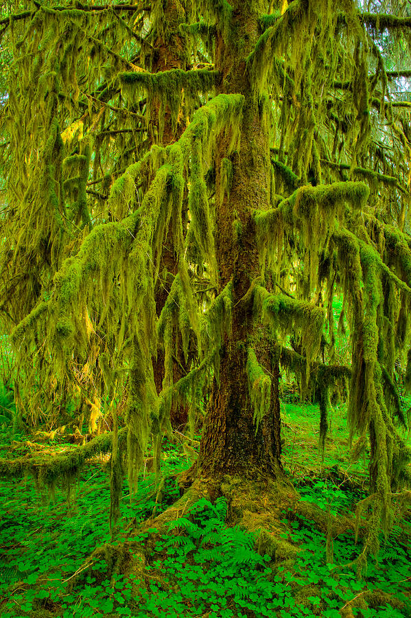 Olympic National Park Photograph - Hoh Rainforest Heavy Weight by Dan Mihai