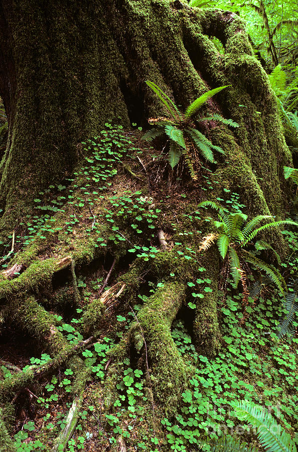 Hoh Rainforest Photograph by Jim Corwin