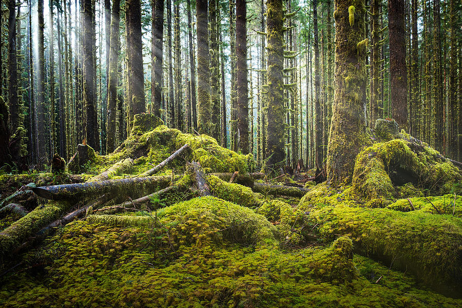 Olympic National Park Photograph - Hoh Rainforest Log Jam by Dan Mihai
