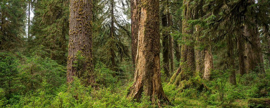 Tree Photograph - Hoh Rainforest Olympic N P by Steve Gadomski