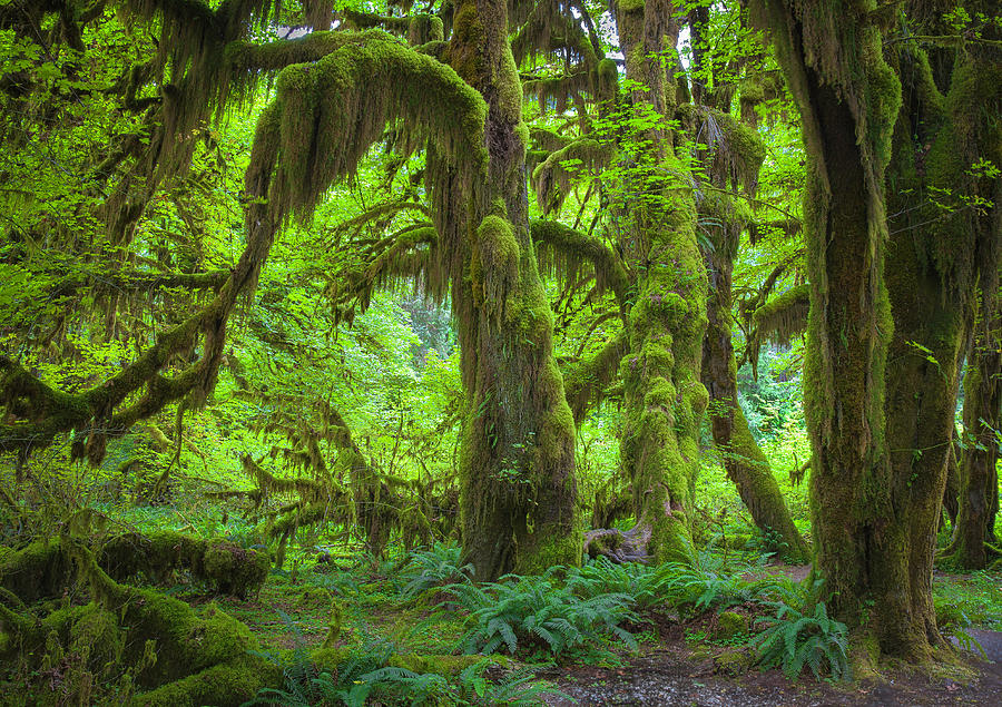 Hoh Rainforest Photograph by Ron Crabtree