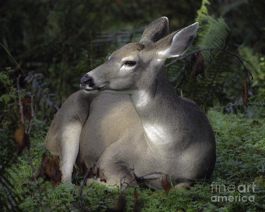 Olympic National Park Photograph - Hoh River Doe by Tim Moore