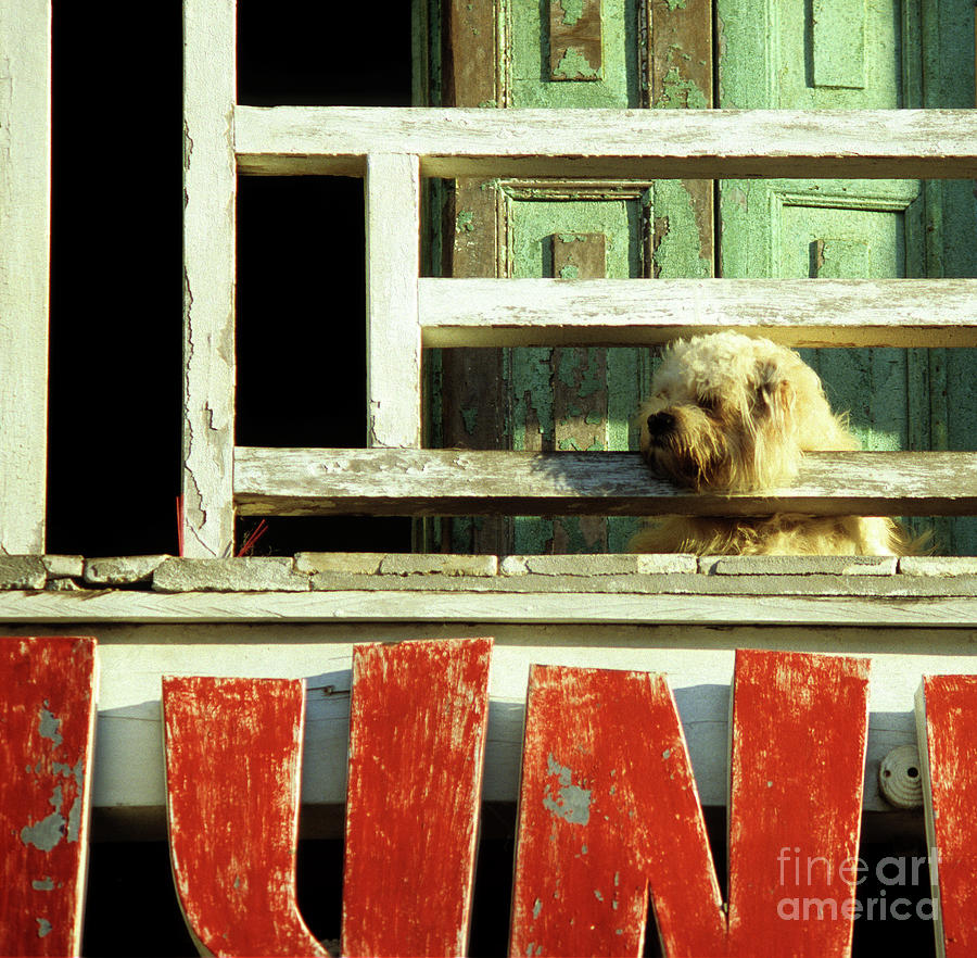 Architecture Photograph - Hoi An Dog 02 by Rick Piper Photography