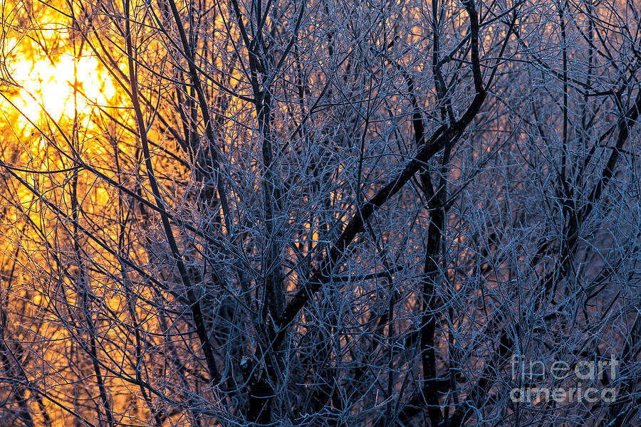 Hokkaido Rising Winter Sun Photograph by Natural Focal Point Photography