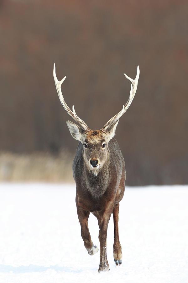 Hokkaido Sika Deer Photograph by Tsuntsun
