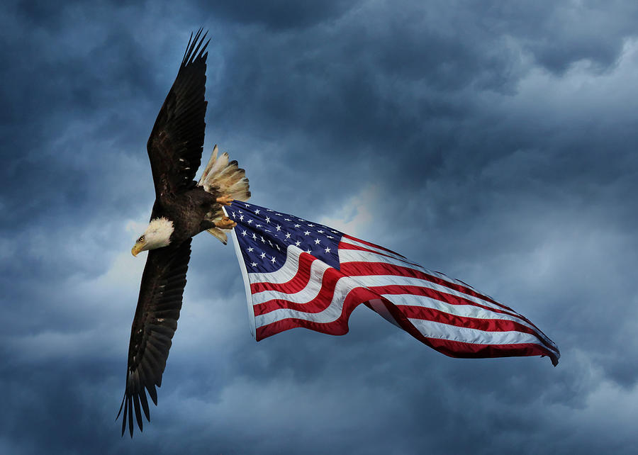 Eagle Photograph - Hold on to Freedom by Lori Deiter