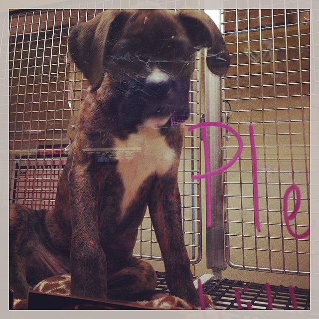 Holding Back Tears In The Pet Store 😢 Photograph by Kandeebee Bee