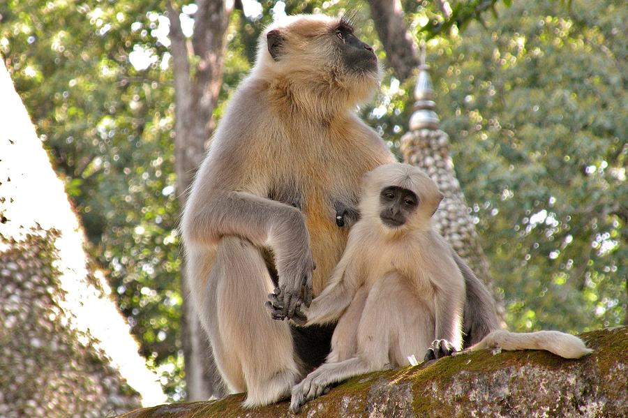 Holding Hands - Baby Monkey - Rishikesh India Photograph by Kim Bemis