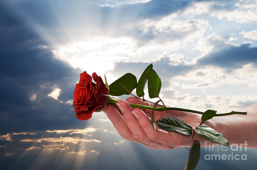 Nature Photograph - Holding red rose in romantic scenery by Michal Bednarek