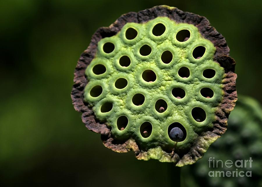Nature Photograph - Holey Moley by Sabrina L Ryan