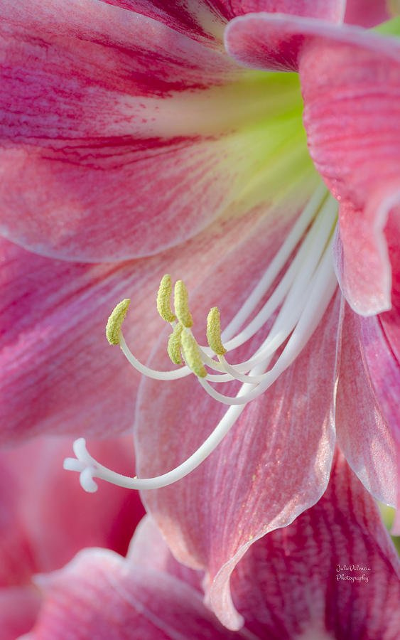 Holiday Amalfi Amaryllis in Pink Photograph by Julie Palencia