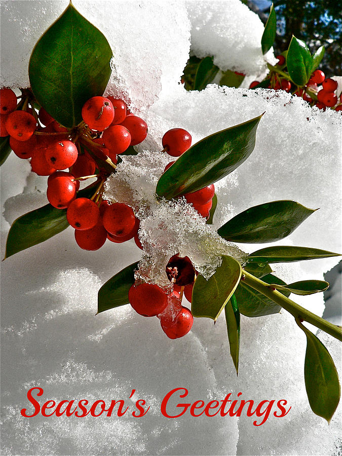Holiday Berries Photograph by Jean Wright