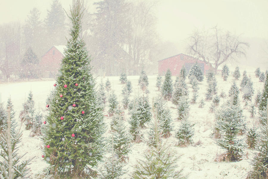 Tree Photograph - Holiday Cabin by Kelly Poynter