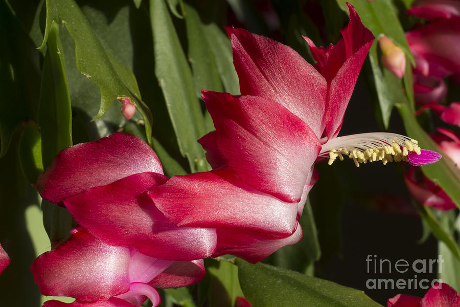 Holiday Cactus Blossoms Photograph by MM Anderson