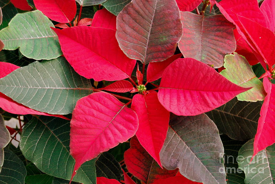 Holiday  Color Photograph by Eunice Miller