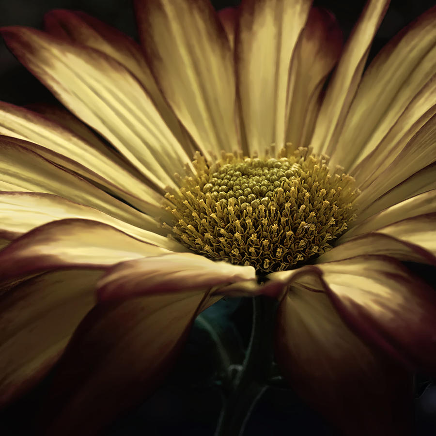 Flowers Still Life Photograph - Holiday Glam by Darlene Kwiatkowski