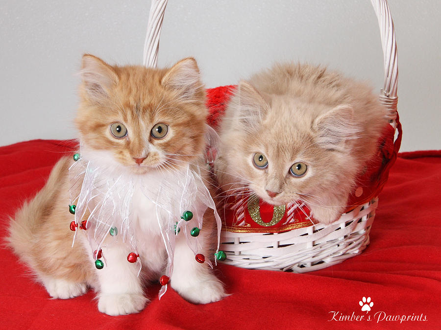 Holiday Kittens  Photograph by Kimber  Butler