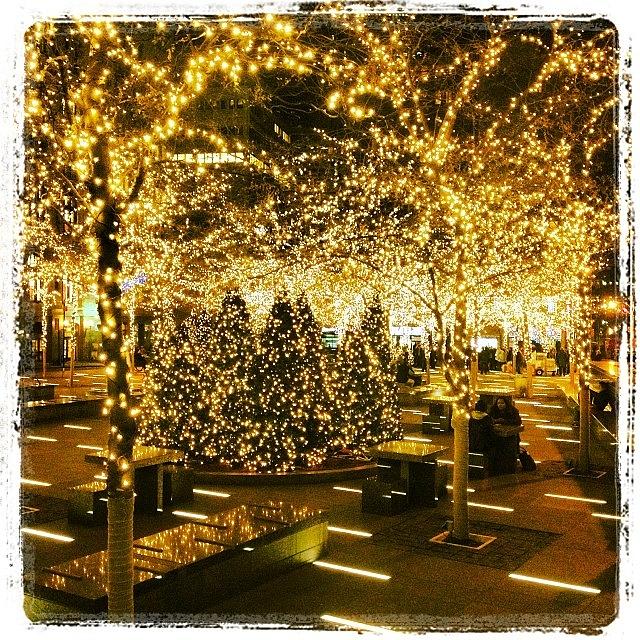 New York City Photograph - Holiday Lights In Zuccotti Park by Daniel Rivera