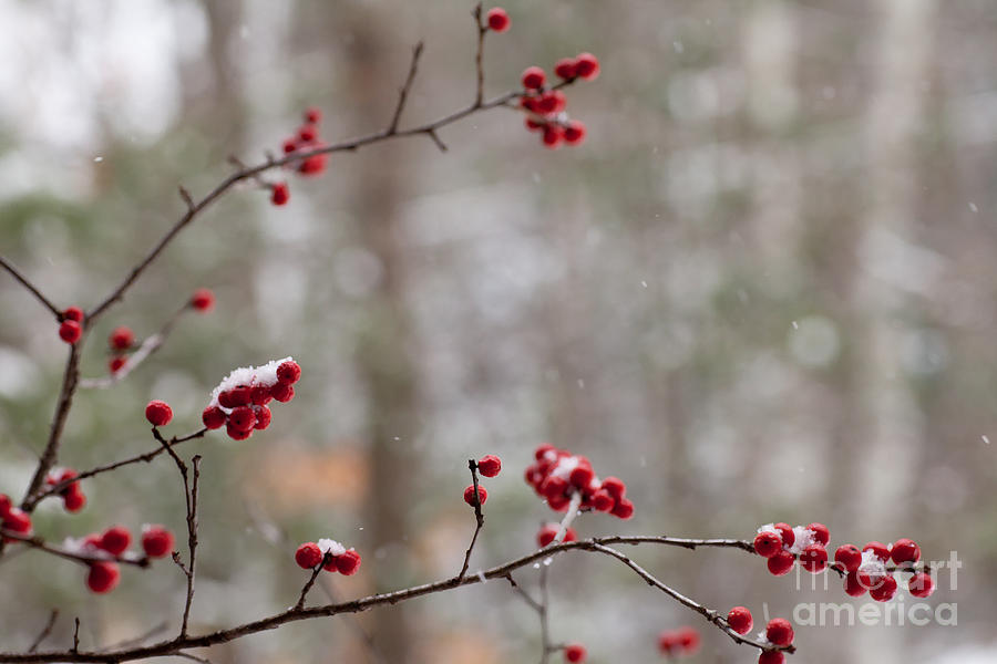 Winter Photograph - Holiday Magic by Sue OConnor