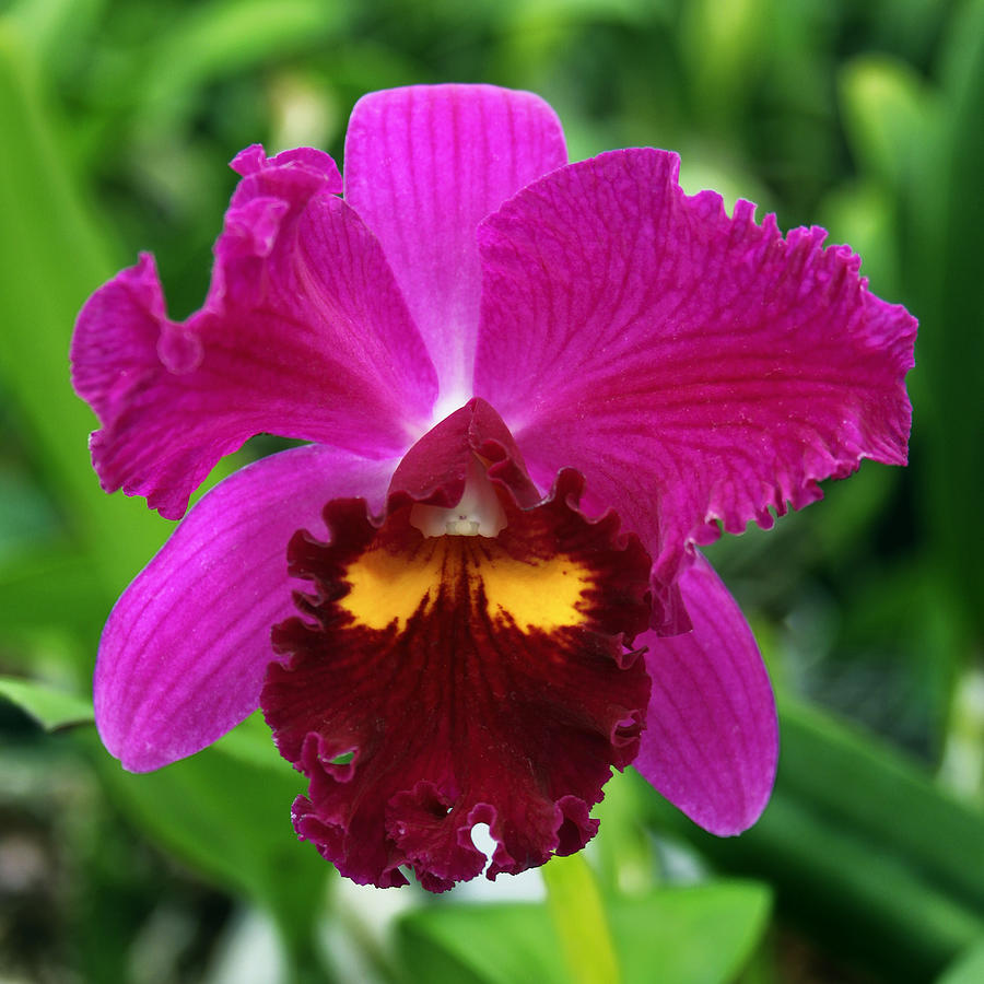 HOLIDAY ORCHID Landers CA Photograph by William Dey