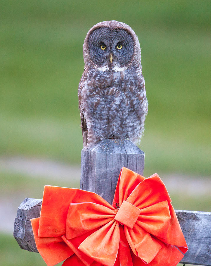 Holiday Owl  Photograph by Kevin Dietrich