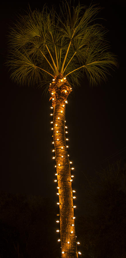 Holiday Palm Photograph by Russ Burch