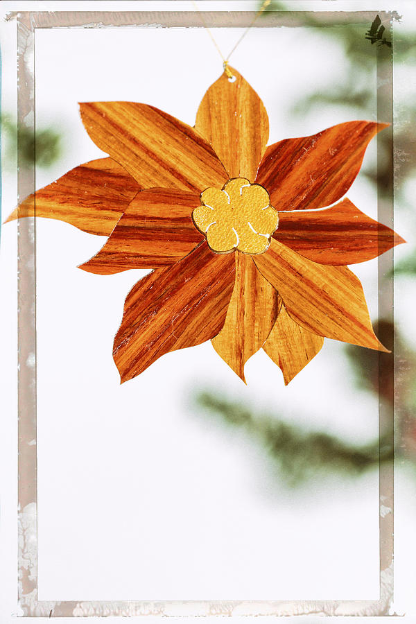 Poinsettia Holiday Image Art Photograph by Jo Ann Tomaselli