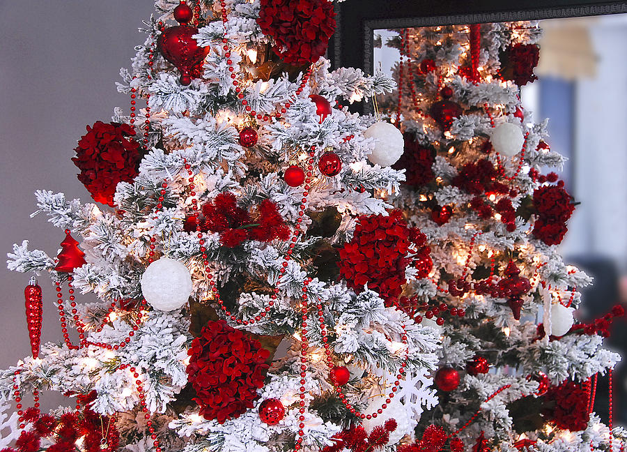 Holiday Red and White II Photograph by Carol Erikson