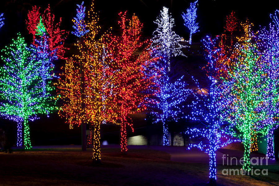 Holiday Trees Photograph by Anthony Totah