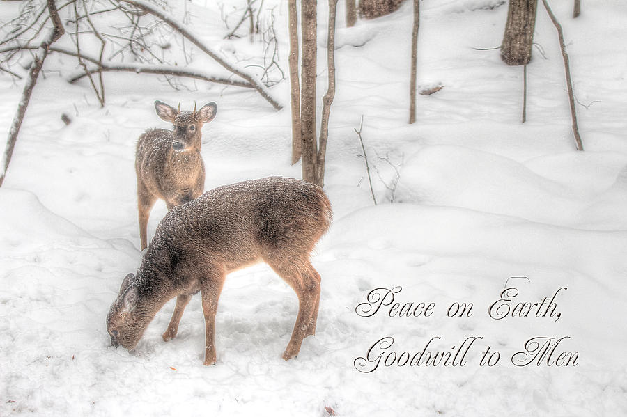 Holiday Whitetail Deer Card - Snowy Woods Photograph by Carol Senske