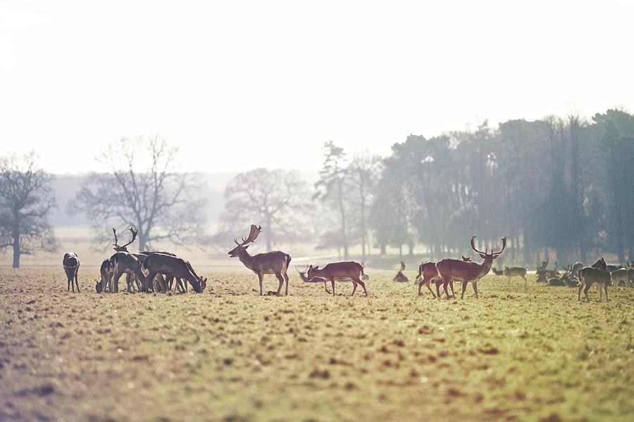 Holkham Deer Photograph by Photo By Rick Nunn - Ricknunn.com